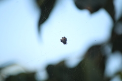 Thelacantha brevispina