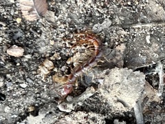 Lithobius forficatus