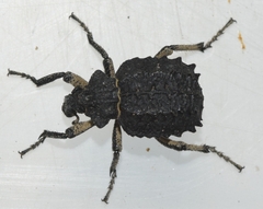 Brachycerus muricatus