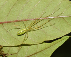 Tetragnatha subsquamata