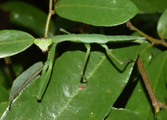 Polyspilota