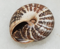 Xerosecta adolfi