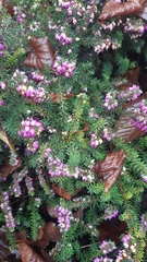 Erica carnea