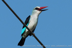 Halcyon senegalensis
