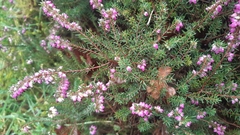 Erica carnea