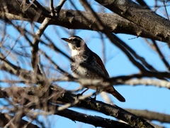 Turdus eunomus