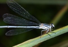 Pseudagrion kersteni
