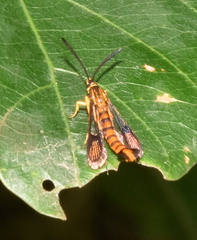 Synanthedon ochracea