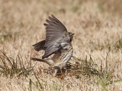 Anthus rubescens japonicus