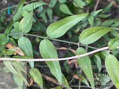 Jasminum nervosum