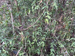 Jasminum nervosum