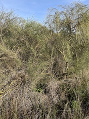 Retama monosperma
