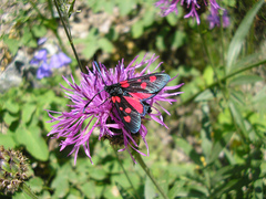 Zygaena lonicerae