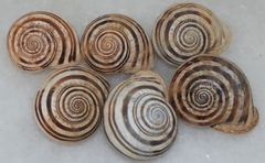 Iberus gualtieranus mariae