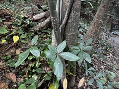 Pachira glabra