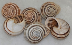 Iberus gualtieranus mariae