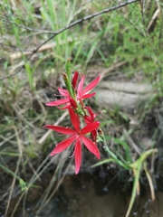 Hesperantha coccinea