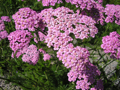 Achillea roseo-alba