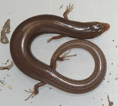 Chalcides bedriagai