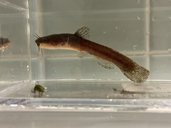 Noturus leptacanthus