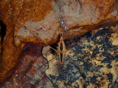 Limnometra