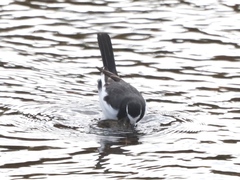 Motacilla grandis
