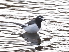 Motacilla grandis