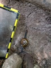 Helicarionoidea
