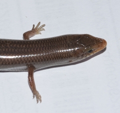 Chalcides bedriagai