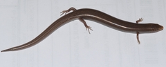 Chalcides bedriagai