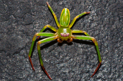 Diaea