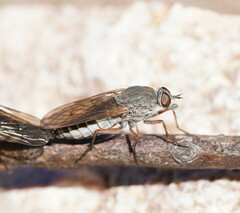 Anabarhynchus