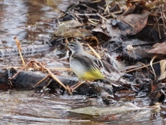 Motacilla cinerea cinerea