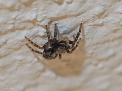 Pseudeuophrys lanigera