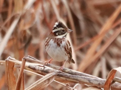 Emberiza rustica