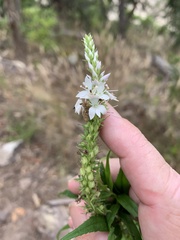 Veronica derwentiana