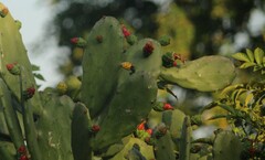 Opuntia cochenillifera