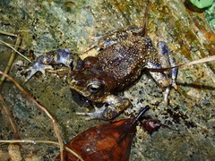 Ingerophrynus philippinicus