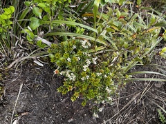 Gaultheria crassa
