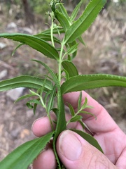 Veronica derwentiana