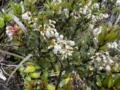 Gaultheria crassa
