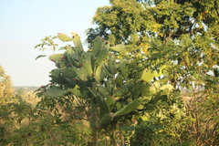 Opuntia cochenillifera