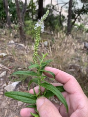 Veronica derwentiana