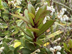 Gaultheria crassa
