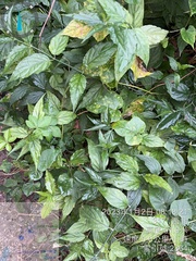 Clinacanthus nutans