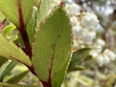Gaultheria crassa