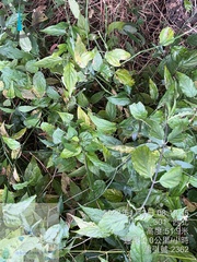 Clinacanthus nutans