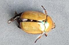 Anoplognathus suturalis