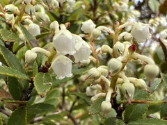 Gaultheria crassa