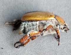 Anoplognathus suturalis